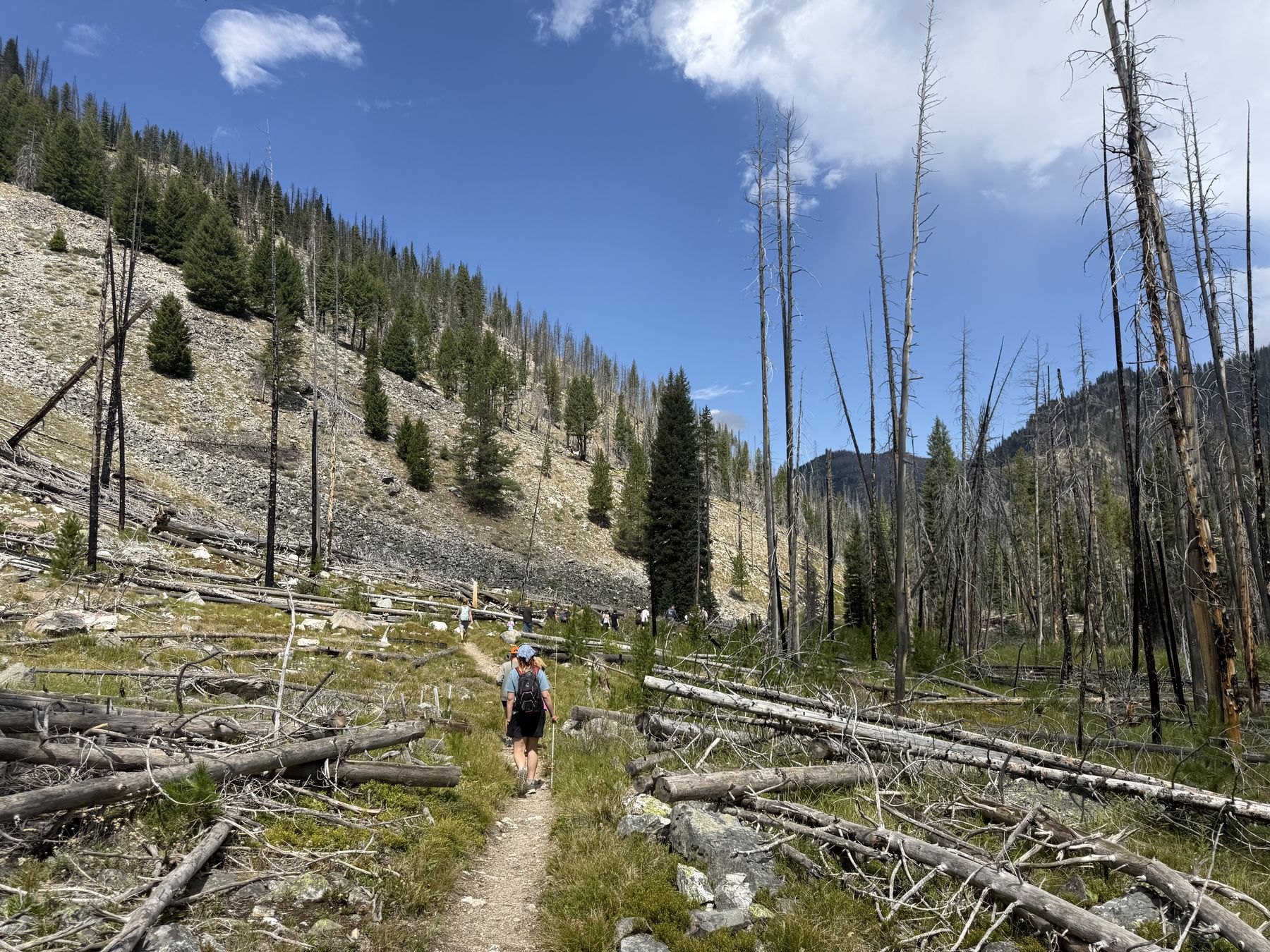 The trail out to the bridge, winding through standing burned timber toward the mountains