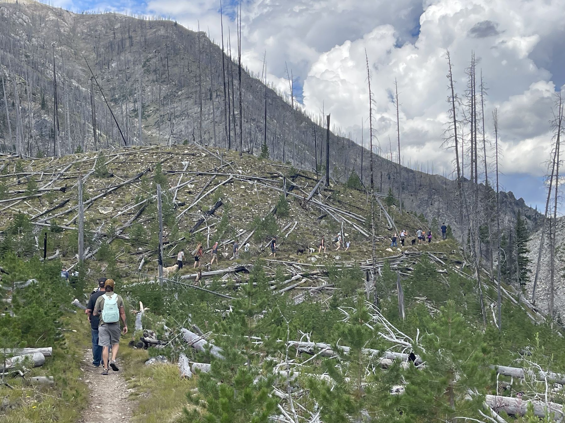 The group strung out along the trail, small against a hillside of burned timber